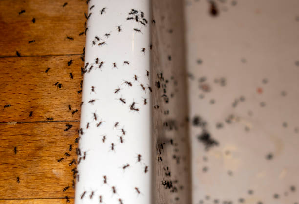 Best Affordable Pest Control Services  in Hutto, TX