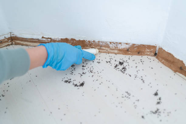 Reliable Hutto, TX Pest Control Solutions