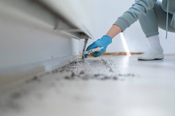 Best Cockroach Control Services  in Hutto, TX